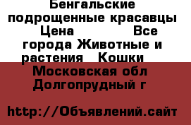 Бенгальские подрощенные красавцы. › Цена ­ 20 000 - Все города Животные и растения » Кошки   . Московская обл.,Долгопрудный г.